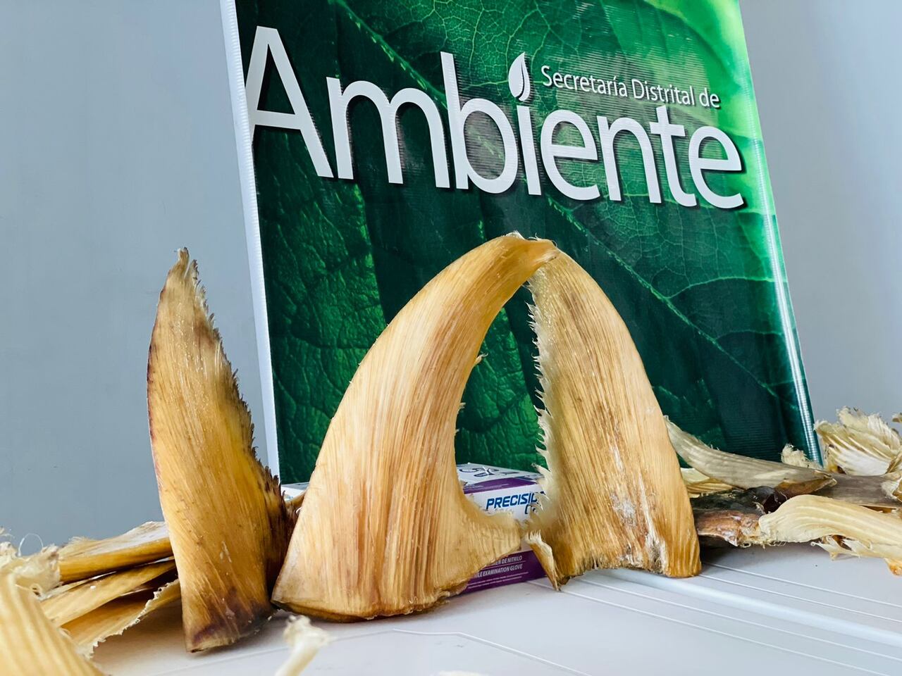 Autoridades se incautan de 3493 aletas de tiburón que iban a ser enviadas a Hong Kong desde el aeropuerto El Dorado