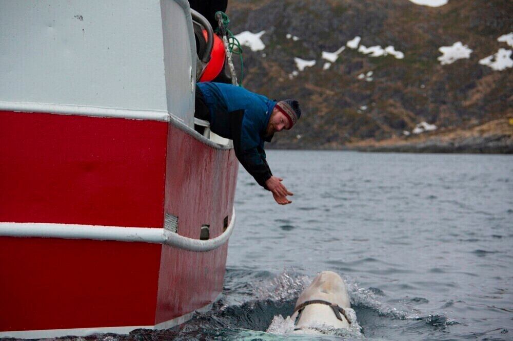 En esta foto tomada en abril de 2019, una ballena beluga encontrada en el Ártico de Noruega nada junto a un barco.  (Jorgen Ree Wiig, Dirección de Pesca de Noruega vía AP)