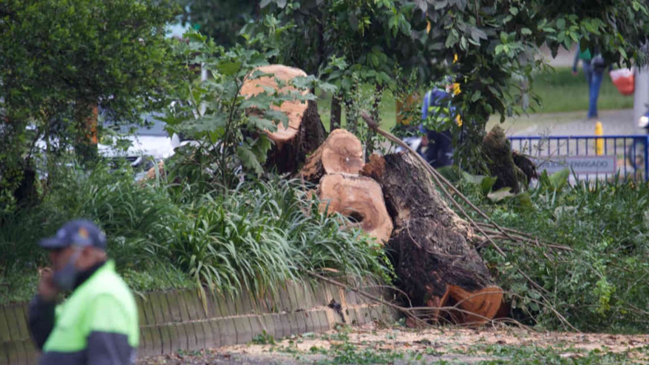La tala de árboles comenzó muy temprano este sábado en Envigado. Foto: Colectivo La Ciudad Verde - Colombia hoy