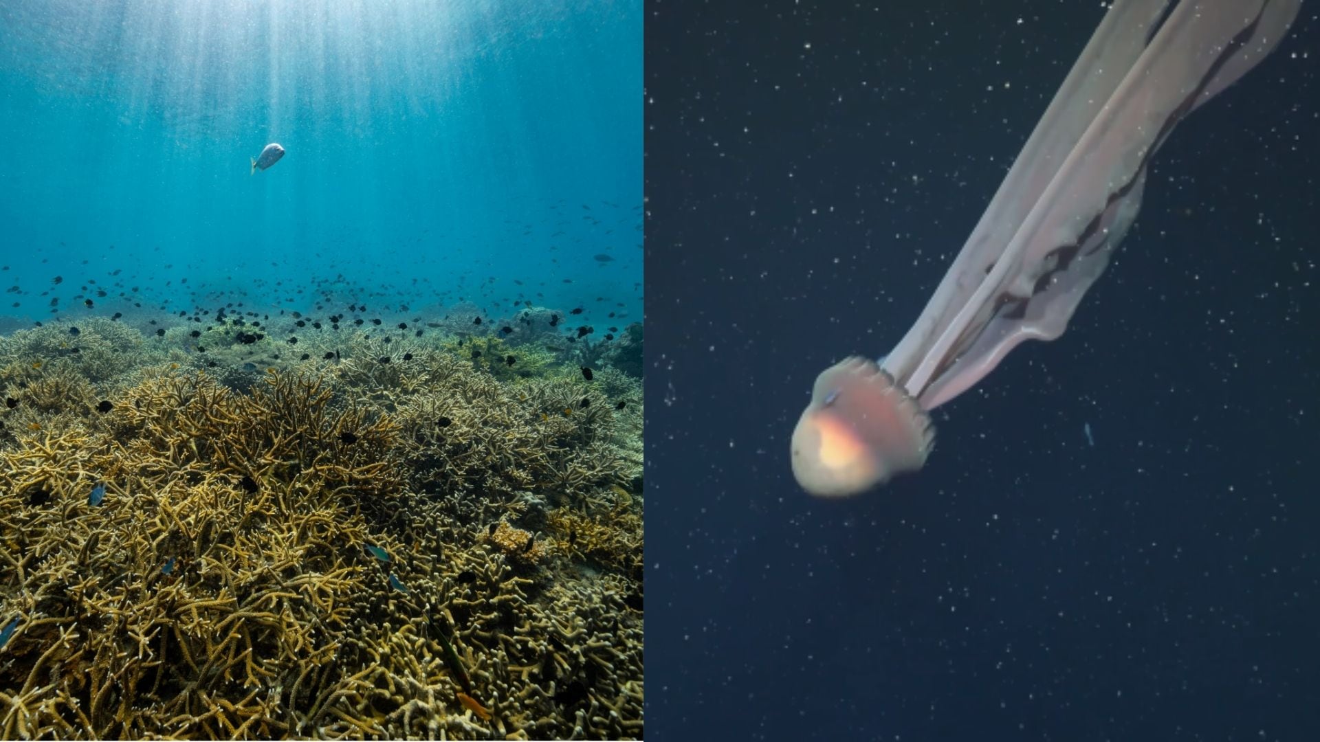 Un hallazgo en aguas argentinas sorprendió a los científicos.
