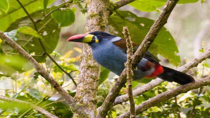 Los tucanes pechigrises más jóvenes presentan una coloración más oscura. Las hembras tienen el pico más corto que los machos.