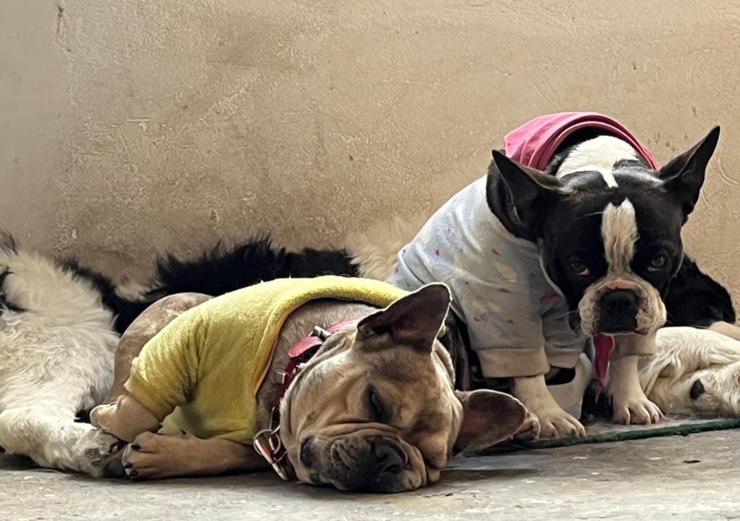 perritos desaparecidos