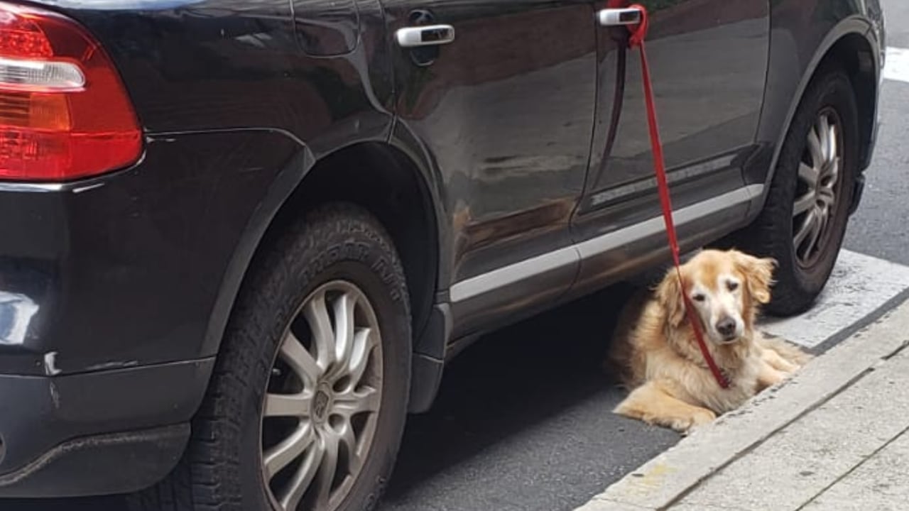 El perro permaneció atajo a la puerta del vehículo, según la denuncia hecha en redes sociales, durante un tiempo prolongado.