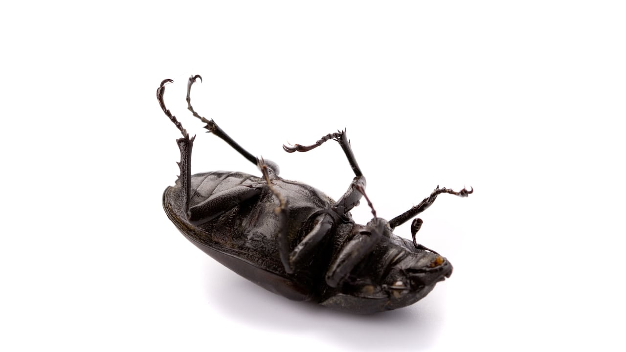 Estos insectos pueden traer graves consecuencias para la salud.