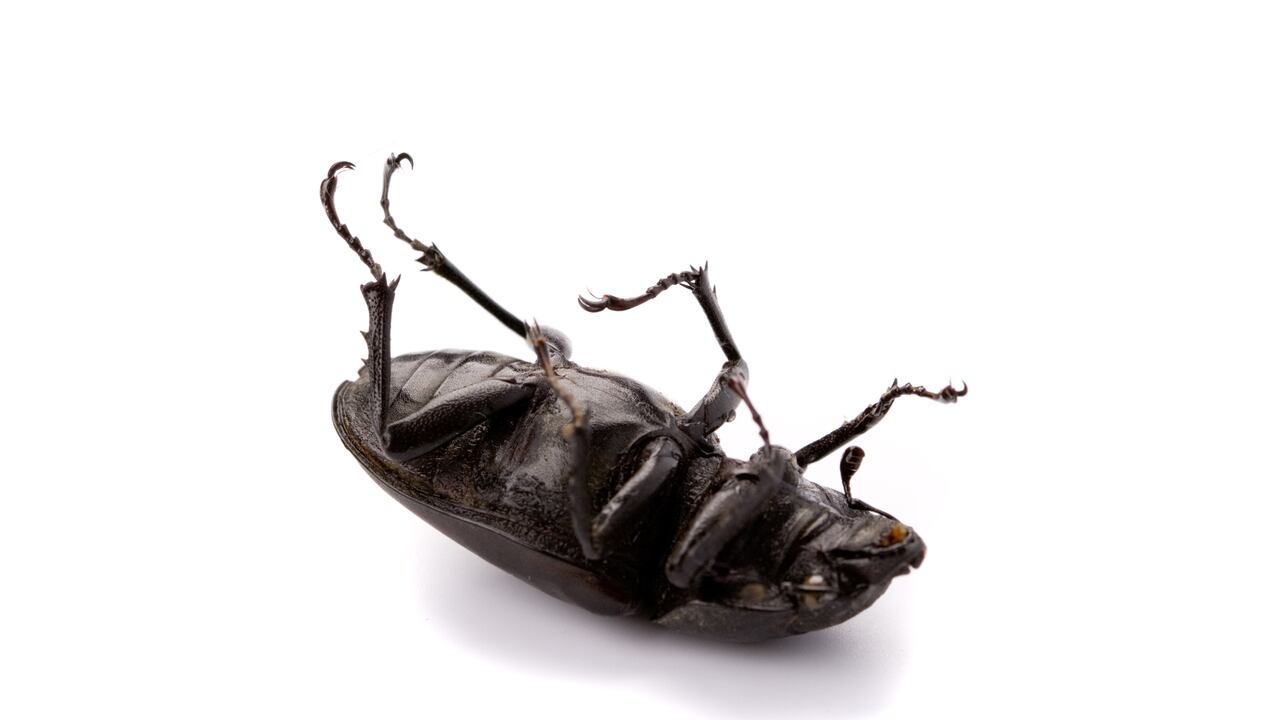 Conozca por qué las cucarachas mueren con las patas para arriba.