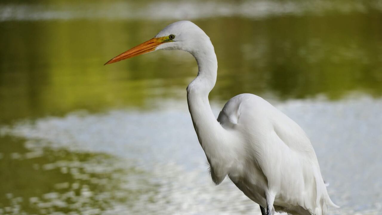 NO USAR, USO EXCLUSIVO MEJOR COLOMBIA, CAR Certifcado