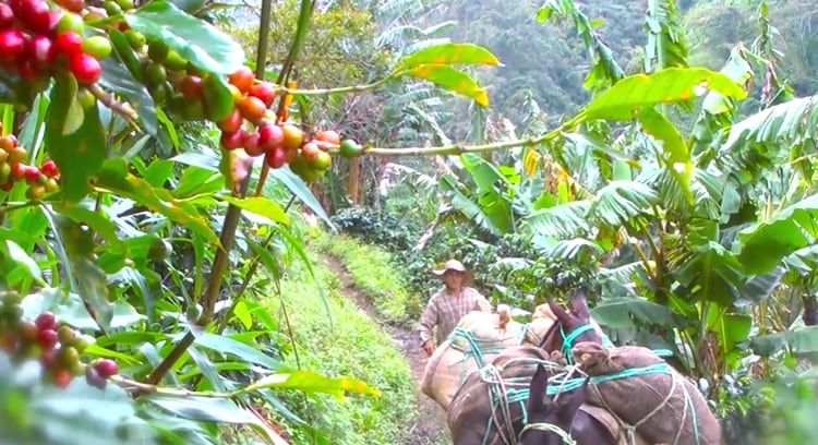 Ciudad Bolívar, Antioquia