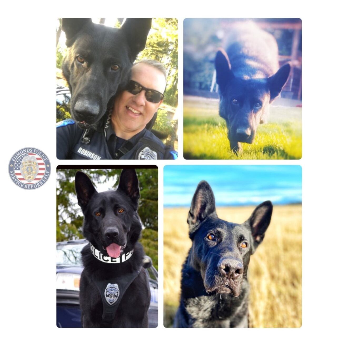 K-9 Hobbs