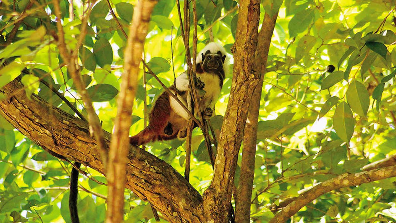 Tití cabeciblanco - Saguinus oedipus. (Foto: Sam Shanee / NPC)