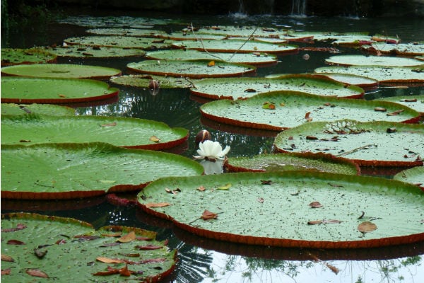 Amacayacu: Un viaje a este parque natural permite realmente conocer la esencia del Trapecio Amazónico. A menos de una hora en lancha queda Puerto Nariño, el llamado pesebre de Colombia, único municipio certificado para hacer ecoturismo en el país. También se pueden visitar comunidades indígenas como Macedonia y sitios turísticos en Perú y Brasil. 