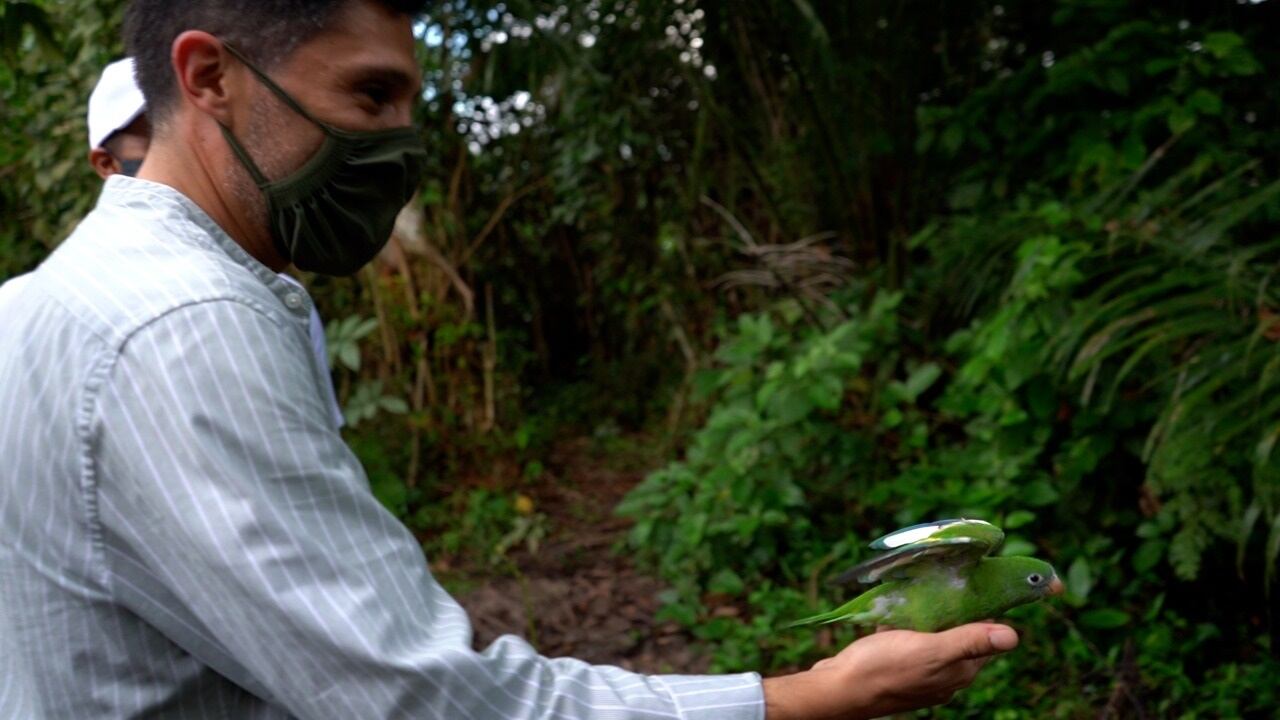 Animales liberados en Colombia