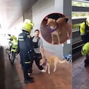 La Policía de Bogotá respondió a críticas, luego de intervenir a un músico y su perrito en la calle.