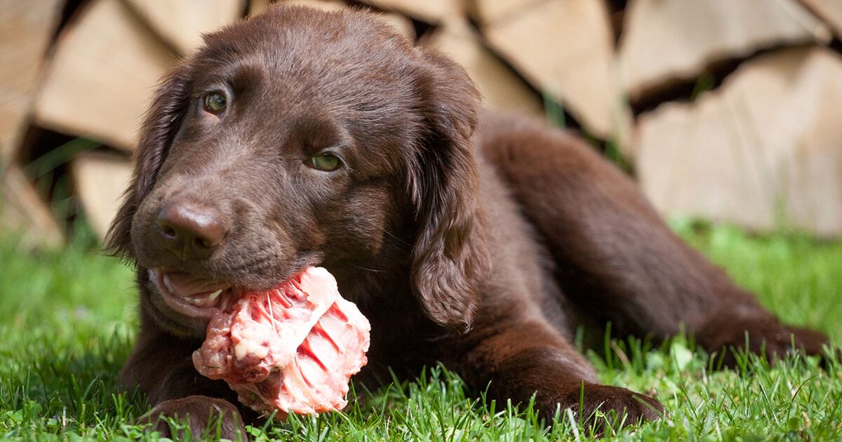 Hay diferentes alimentos disponibles para las mascotas; se deben valorar ciertas variables para elegir la que sea mejor.