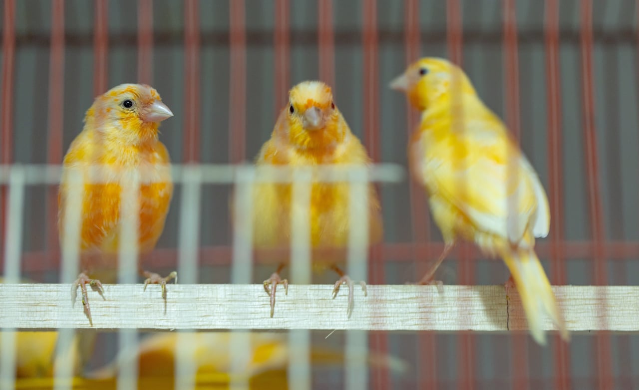 Los animales presentaban sobrepoblación entre jaulas