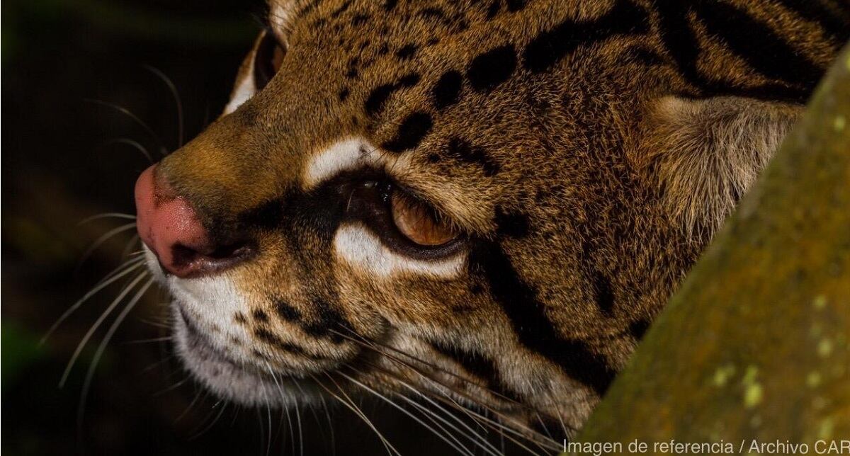 Ocelote