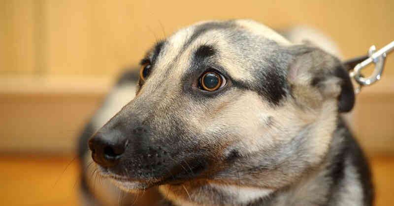 La agresividad, generalmente, se explica más debido a una combinación de varios factores.