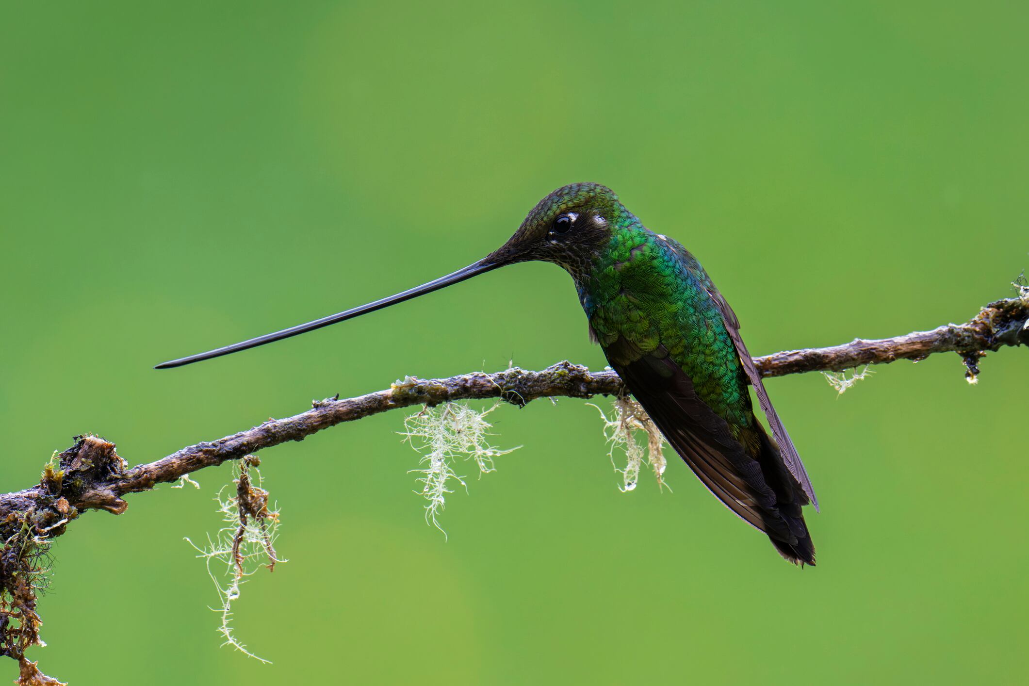 Avistamiento de aves/Colibrí
