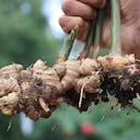 El jengibre es un alimento akl que se le atribuyen diversos beneficios para la salud.