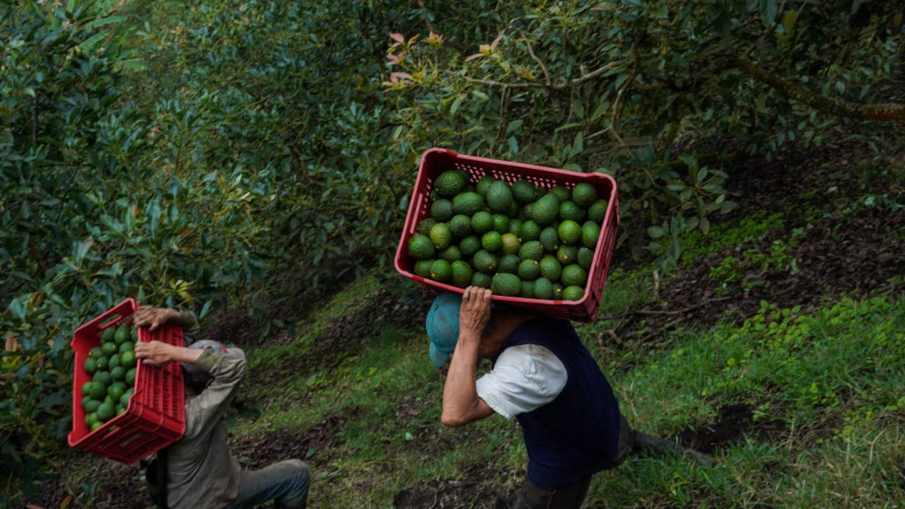 La producción de aguacate Hass en Colombia emplea a 61.000 personas de manera formal.