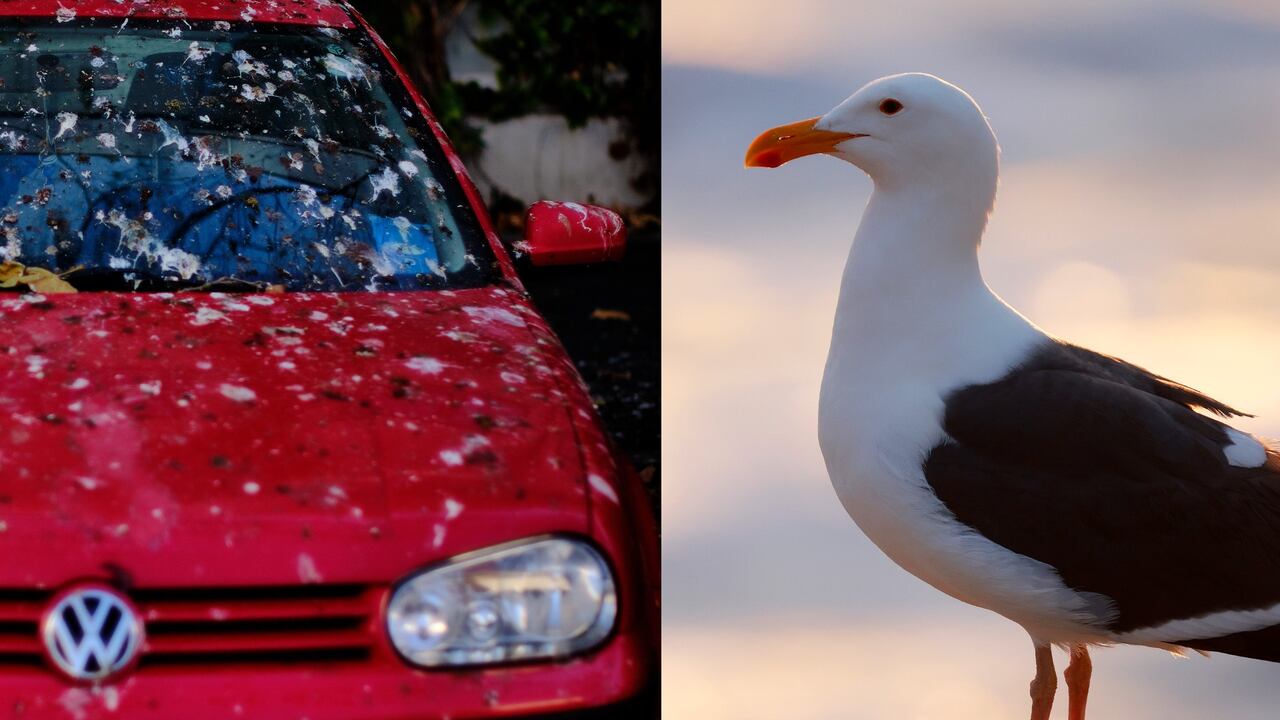 El excremento de ave es altamente dañino para la pintura de los carros. Es necesario actuar de inmediato.