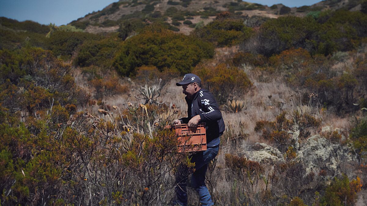 Inter Rapidísimo extiende la invitación a voluntarios que quieran participar en la siembre de frailejones para combatir con la ola de calor.