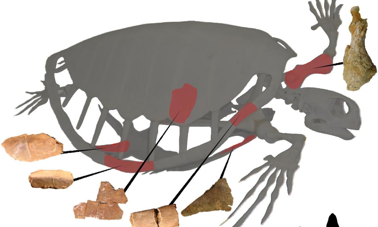 Esta tortuga marina podía medir entre 1,80 y 2 metros.