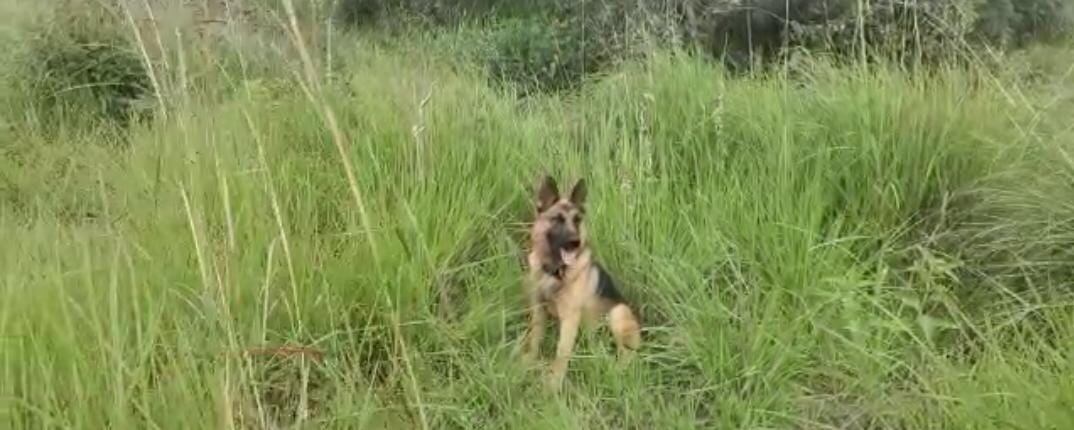 Killer, perro del Ejército Nacional.