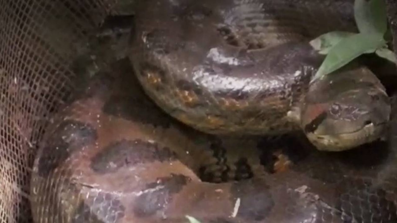 La anaconda fue trasladada desde Meta hasta Puerto Triunfo donde pasará el resto de sus días. Foto: Parque Temático Hacienda Nápoles - Colombia hoy