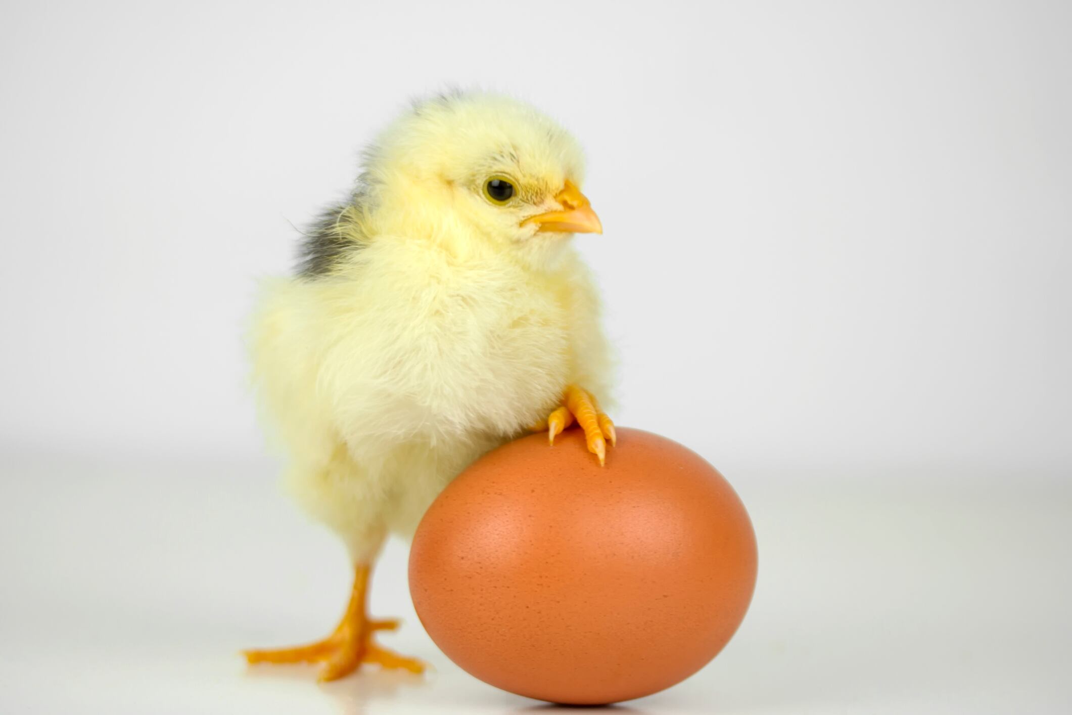 Un equipo de UNIGE revela que las herramientas genéticas para "crear huevos" existían antes de "inventar las gallinas."