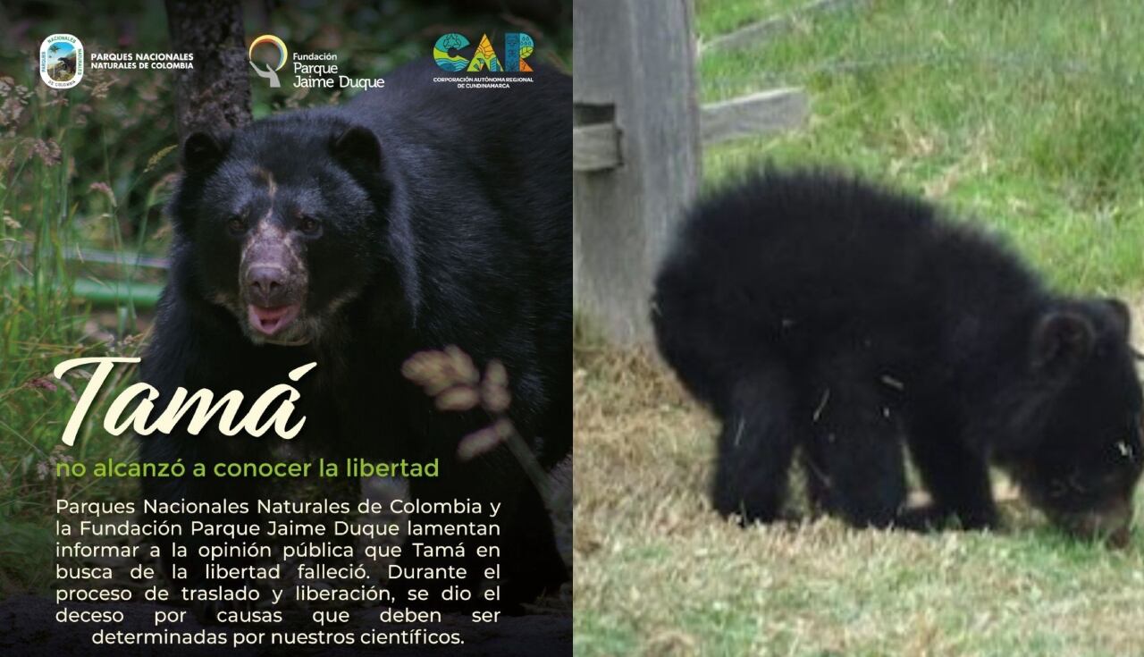 El oso no logró terminar el trayecto, principalmente, por condiciones que se presentaron en el vuelo.