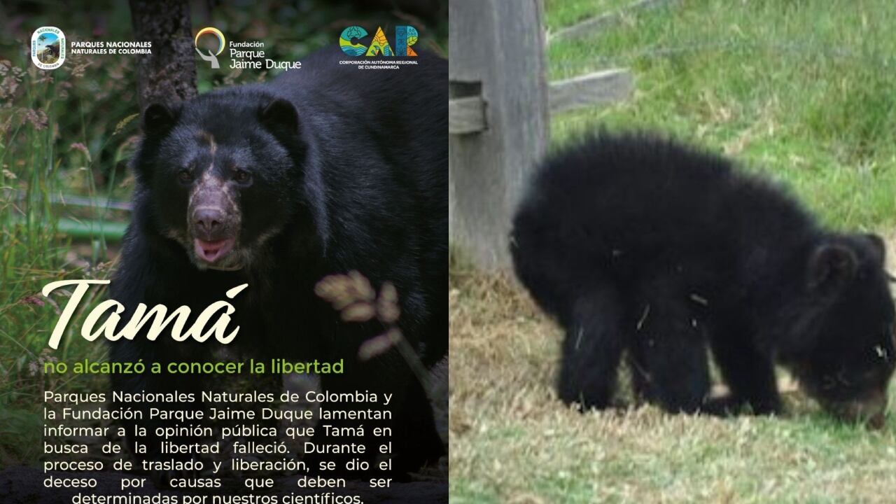 El oso no logró terminar el trayecto, principalmente, por condiciones que se presentaron en el vuelo.