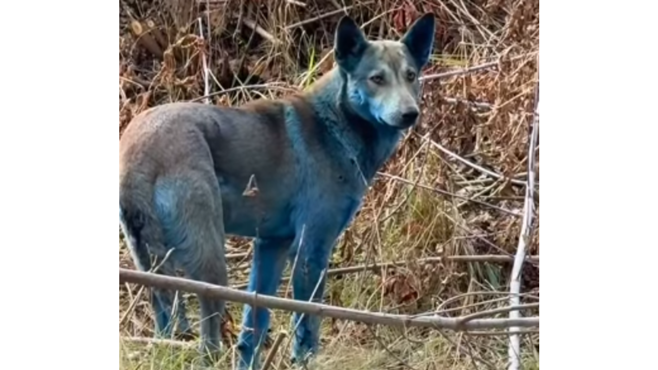 Recientemente, fueron avistados unos perros azules de Chernóbil.