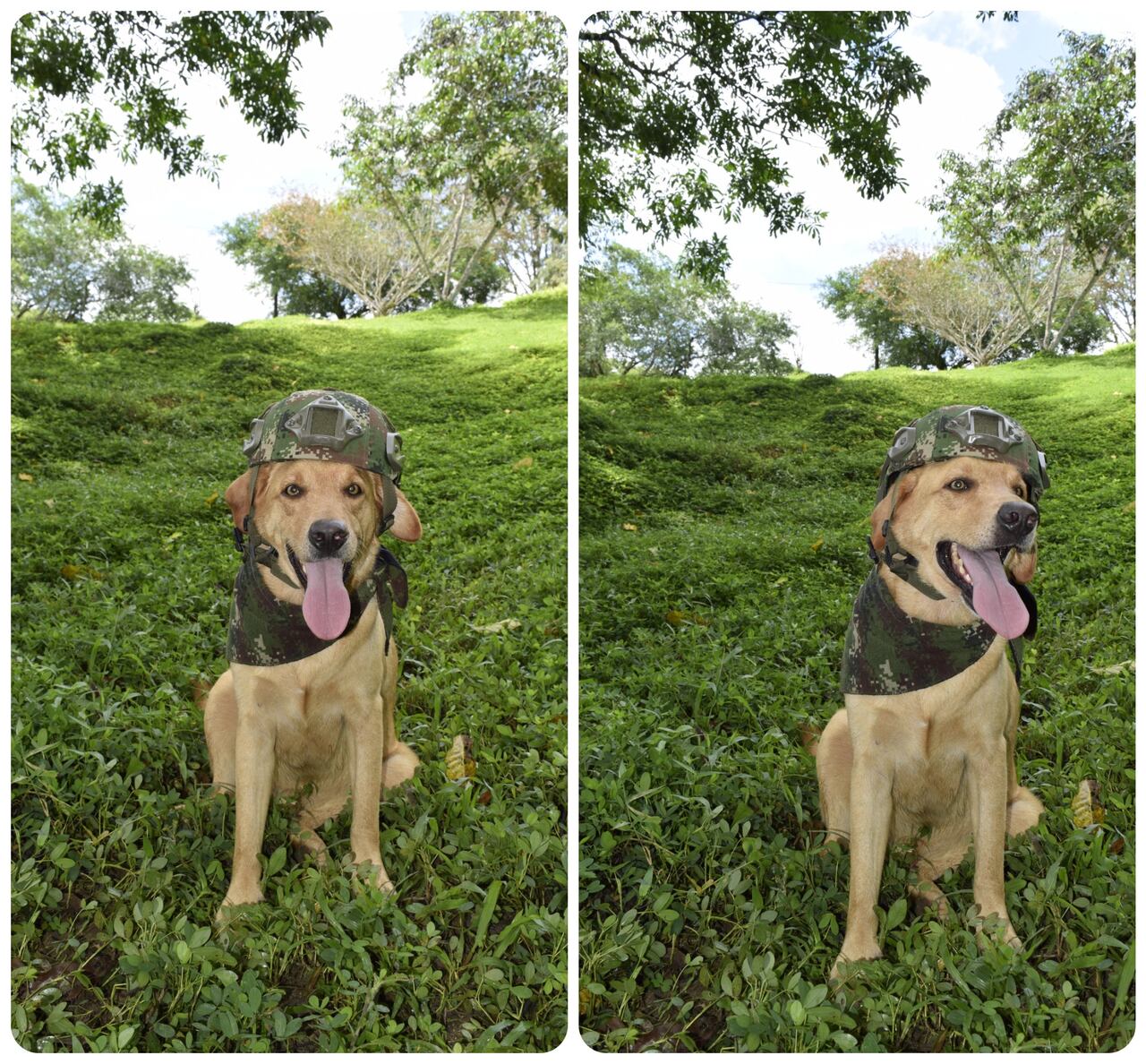 Igor, canino del Ejército Nacional