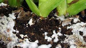 Estas son las causas que provocan su aparición y lo que debe hacer para conseguir que desaparezca.