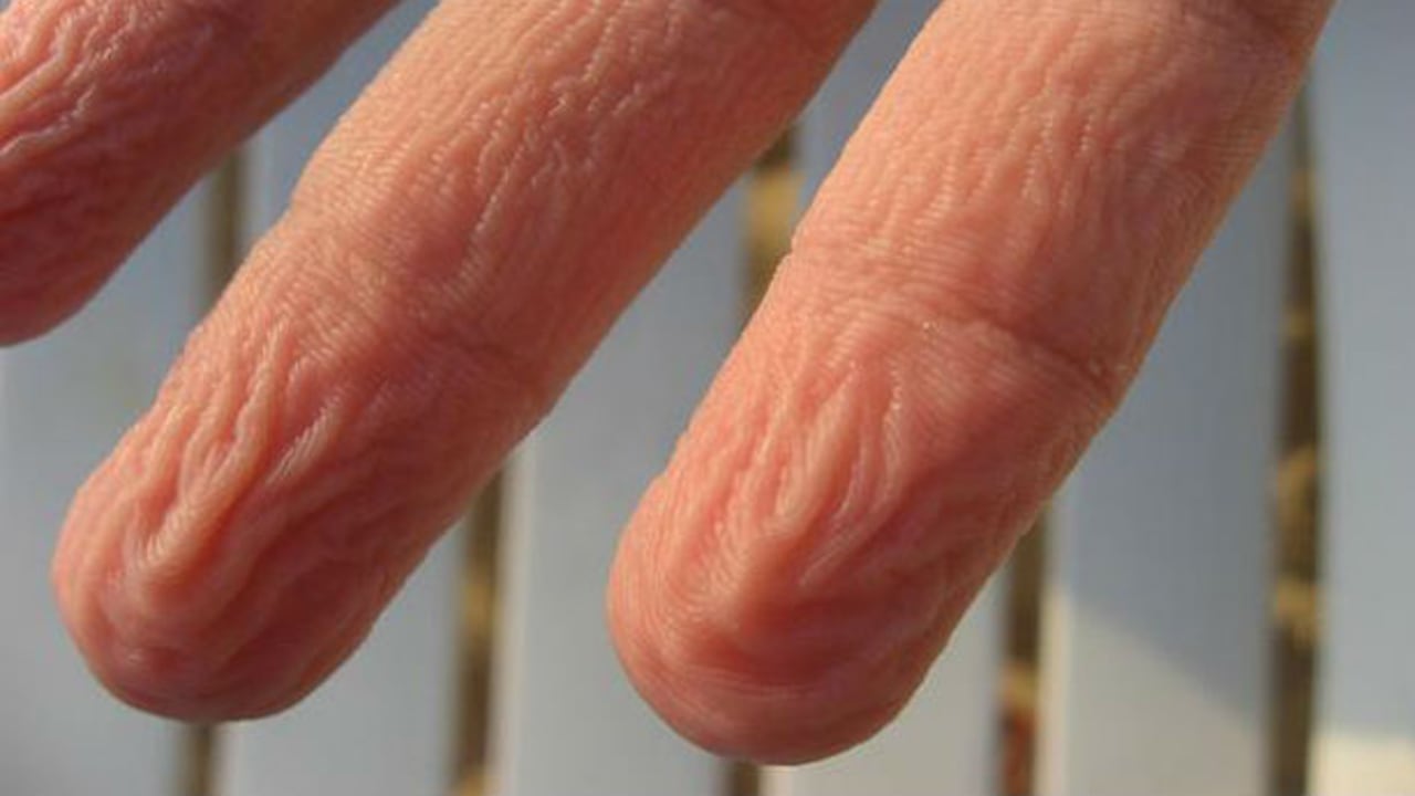 Investigadores británicos han dado una posible explicación para los dedos arrugados como ciruelas pasas cuando pasamos un tiempo en el agua.