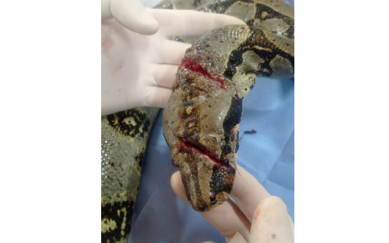 La serpiente, después de haber pasado por la cirugía, se encuentra en recuperación con antibióticos. En un mes se sabrá si está apta para regresar a su hábitat.