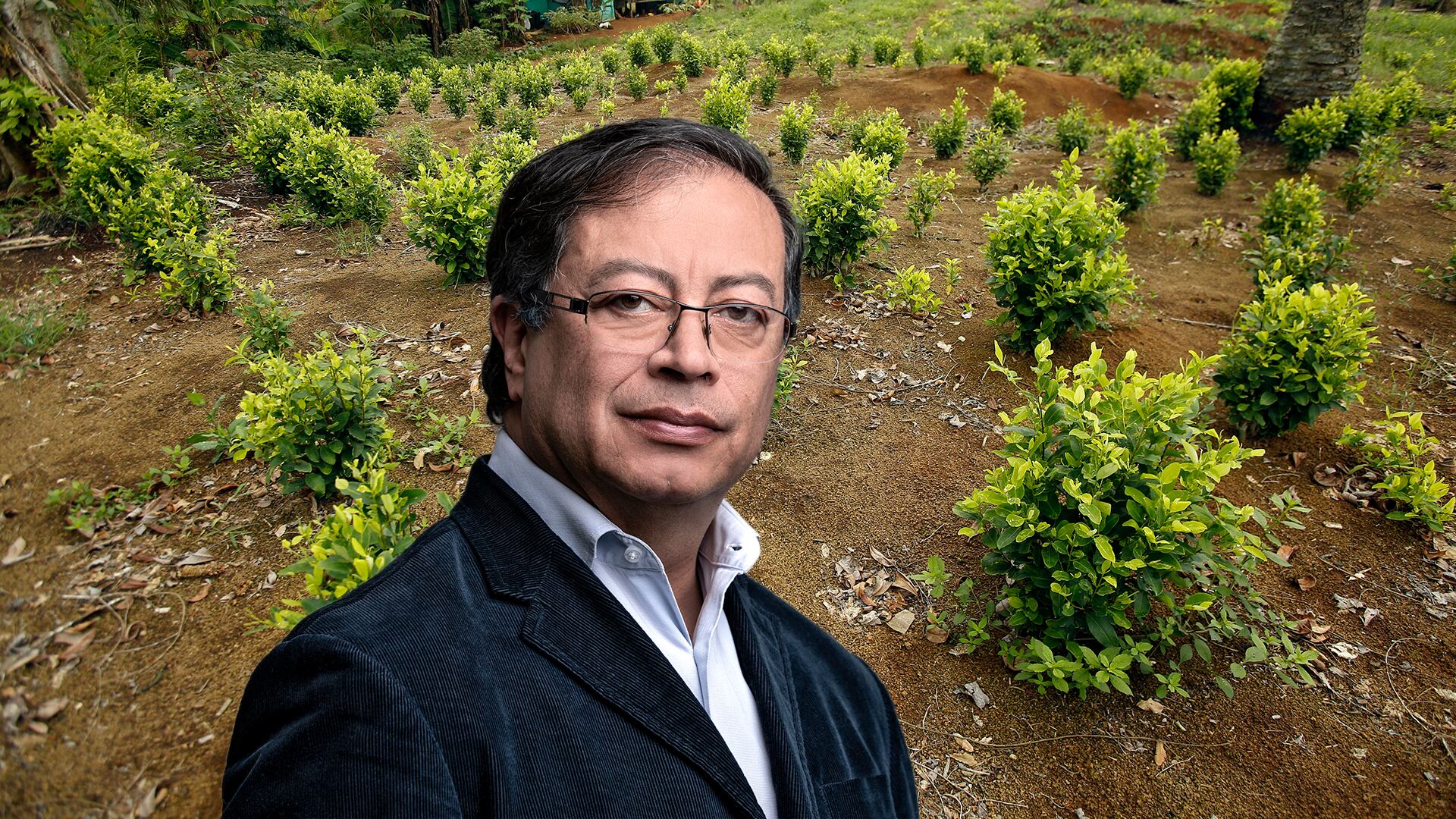 Coca Gustavo Petro
Cultivo de coca
Erradicacion manual de coca por la policia nacional de Colombia en el departamento de Nariño
Policia Nacional antinarcoticos
Tumaco  abril 2017
Foto Daniel Reina Romero
Revista Semana