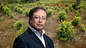 Coca Gustavo Petro
Cultivo de coca
Erradicacion manual de coca por la policia nacional de Colombia en el departamento de Nariño
Policia Nacional antinarcoticos
Tumaco abril 2017
Foto Daniel Reina Romero
Revista Semana