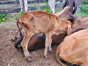 Denuncian muerte de ganado por consumir agua contaminada.