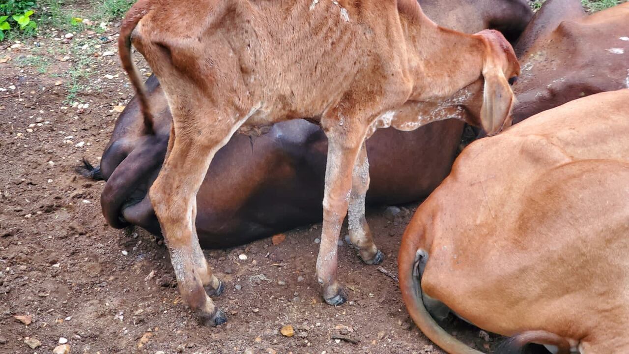 Denuncian muerte de ganado por consumir agua contaminada.