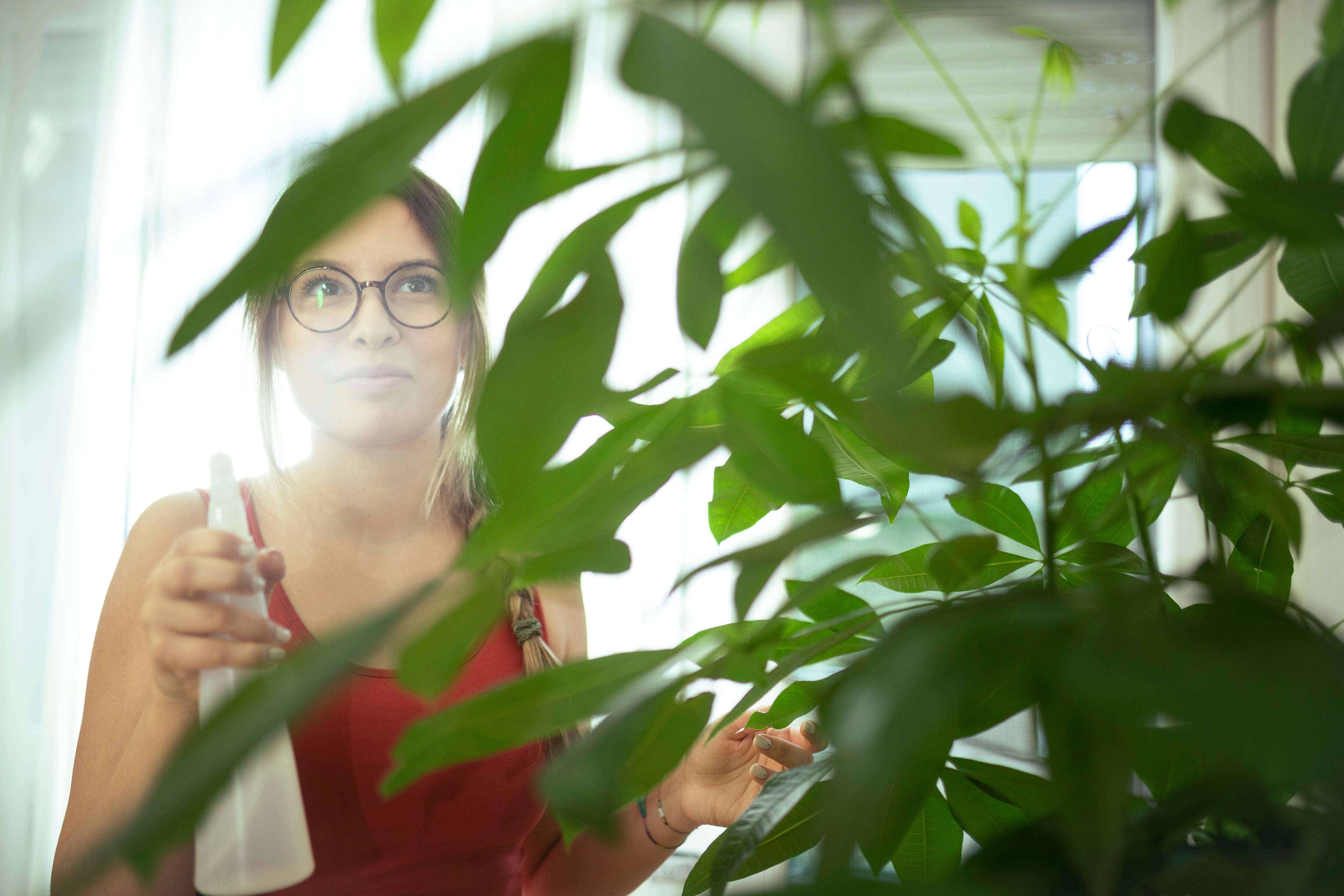 Esta planta también puede servir como decoración en el hogar.