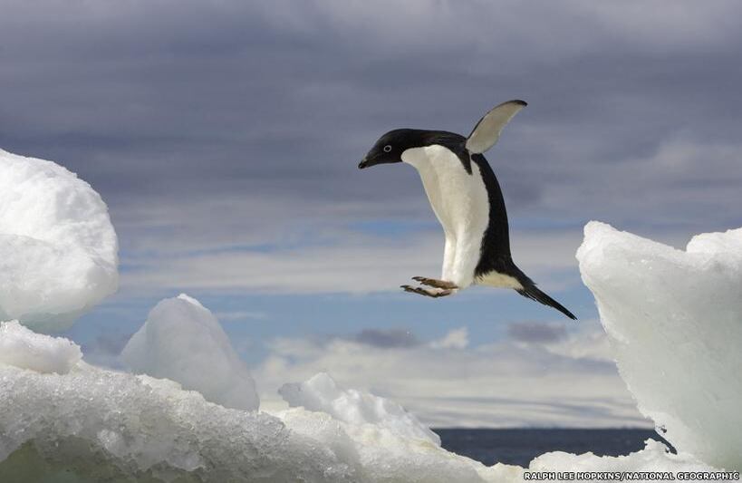 La colección incluye fotografías contemporáneas y "vintage". Ralph Lee Hopkins capturó el momento en que el pingüino Adelie salta sobre un iceberg en Brown Bluff, en la península de la Antártica. (Foto original de NatGeo / Tomada de BBC Mundo).