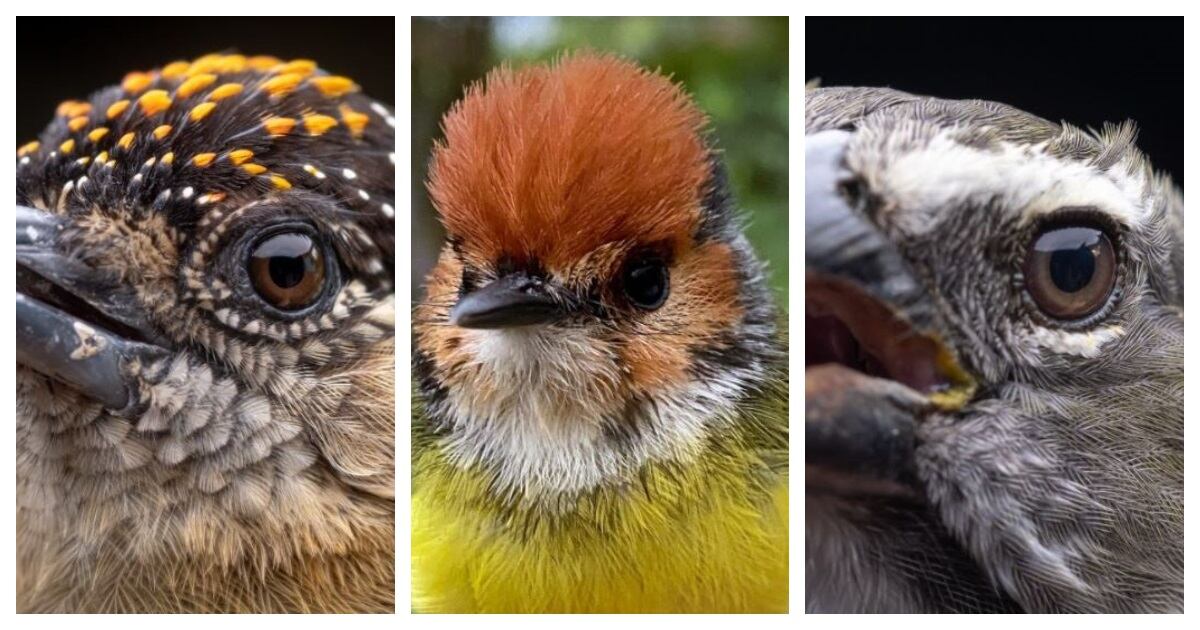 Nuevas expediciones de Aves de Colombia.