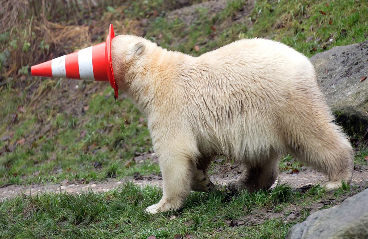 Un oso polar juega con un cono durante su primer cumpleaños, en el parque animal Hellabrunn en Munich, Alemania. (AP)