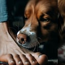 ¿Por qué los perros le lamen los pies a sus dueños?