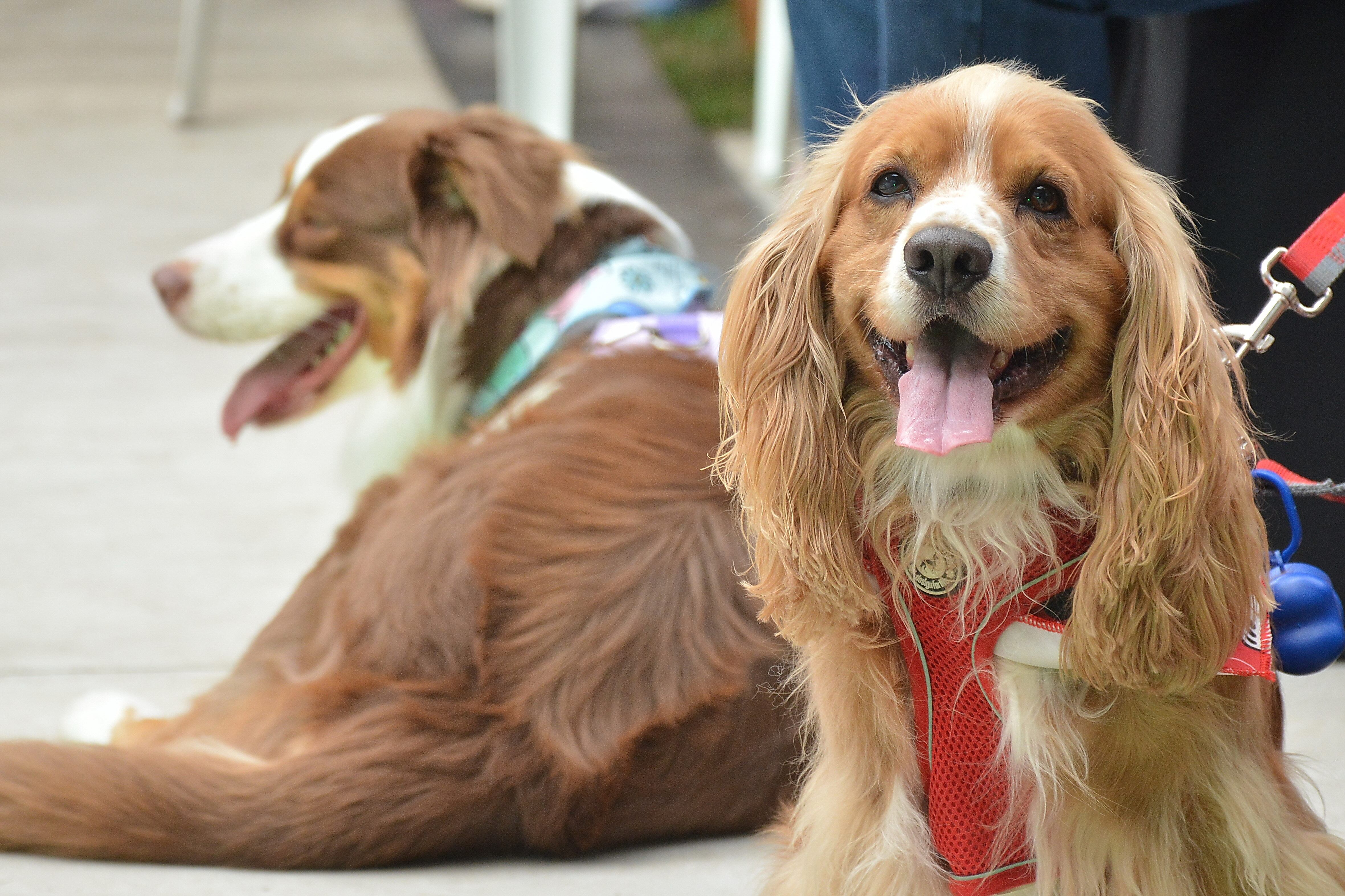 Centro Comercial Chipichape y su nueva zona petfriendly. Foto Jorge Orozco.
