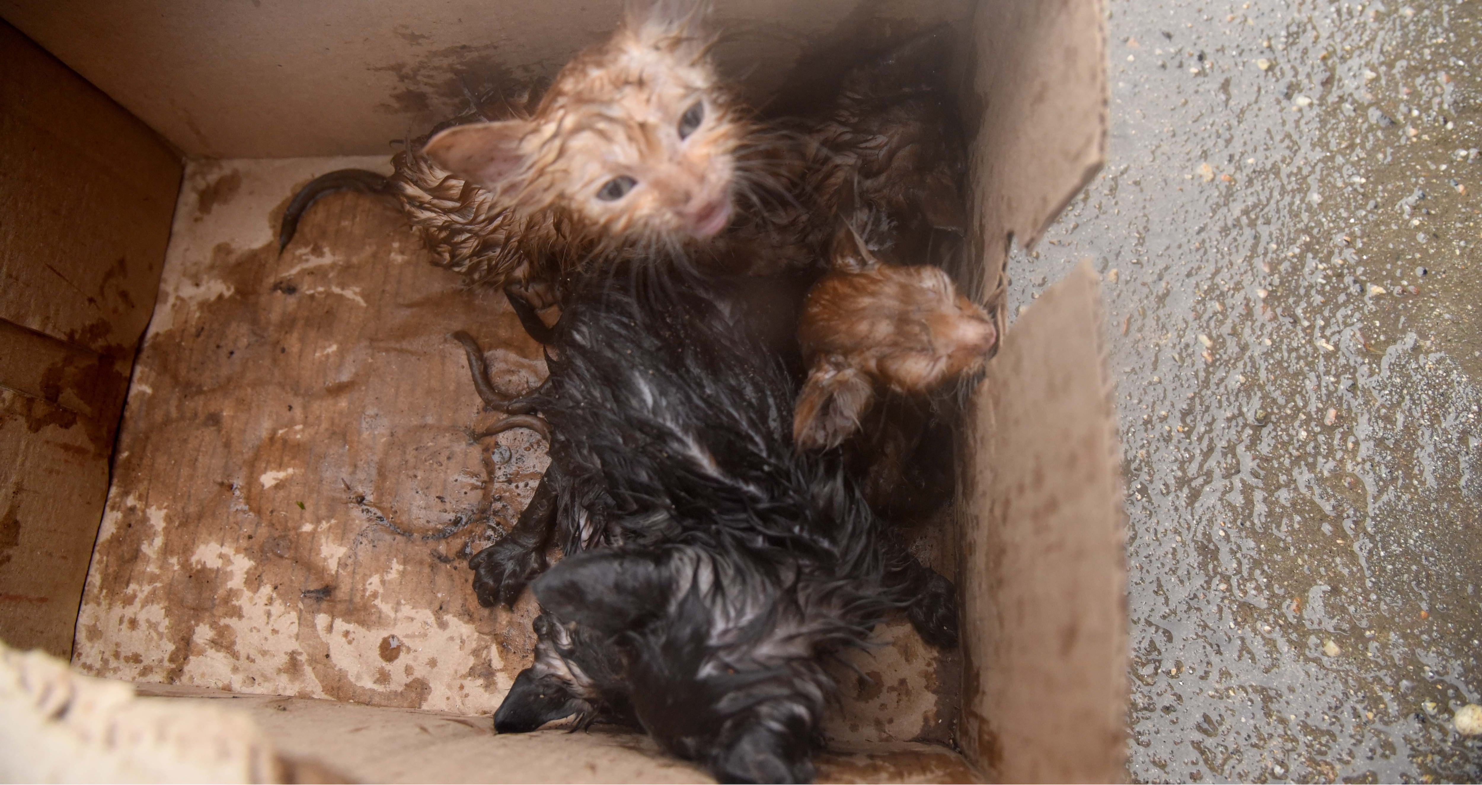 Aracataca, Magdalena. 5 de noviembre. Mercado Público.