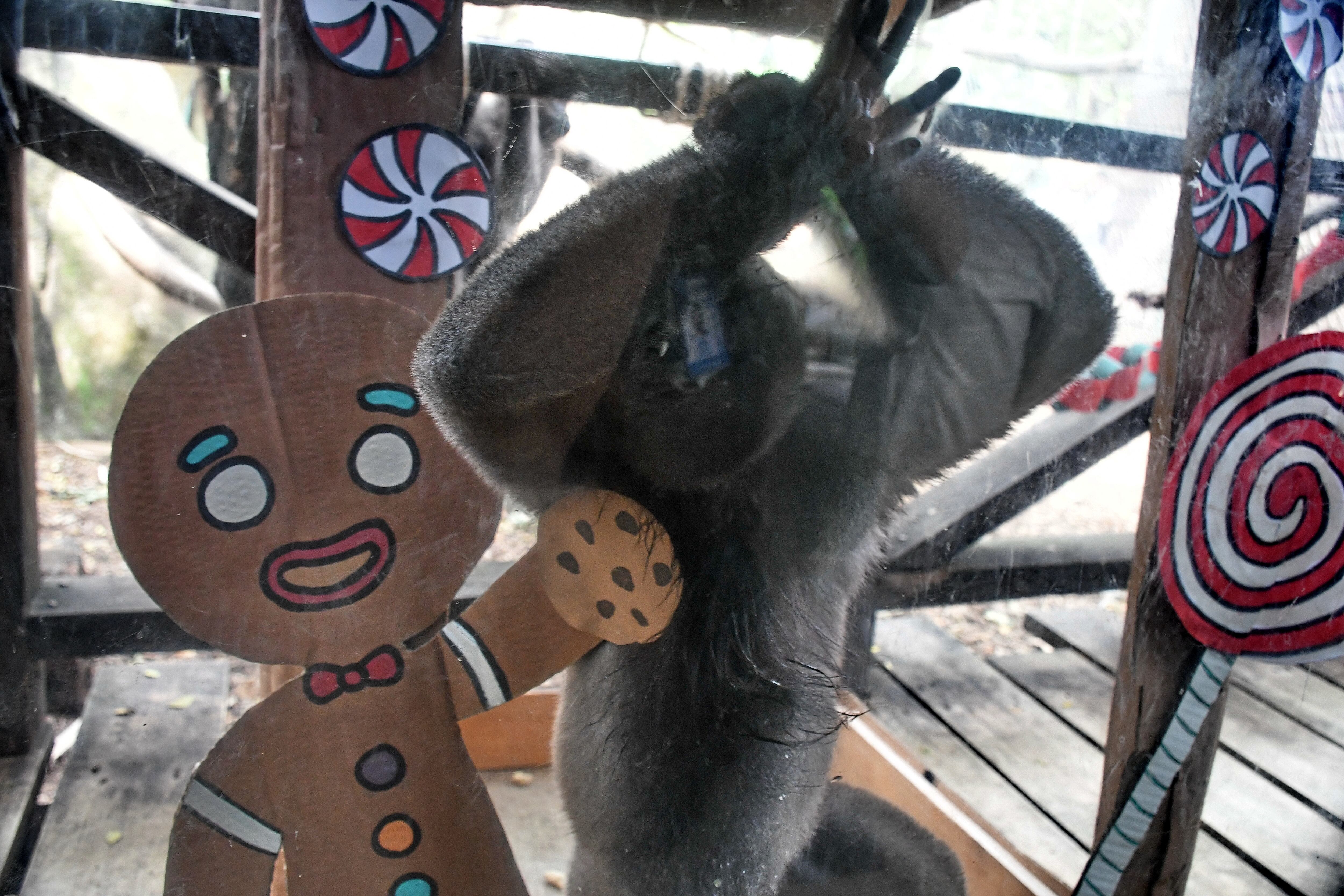 Zoológico de Cali realizó el recorrido especial “Una Navidad con sabor a nuevas oportunidades”, una iniciativa que visibiliza la problemática del tráfico ilegal de fauna silvestre