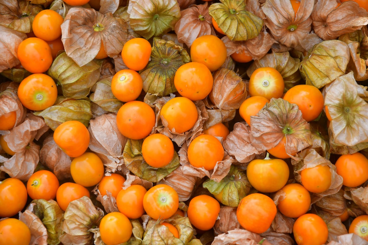 Boyacá, el mayor producto de uchuvas del país.