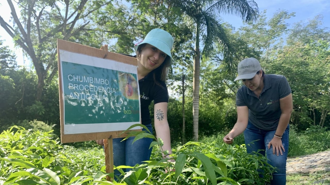 Acumen y aliados invierten USD $400.000 en Ecohome para recuperar el bosque seco tropical
